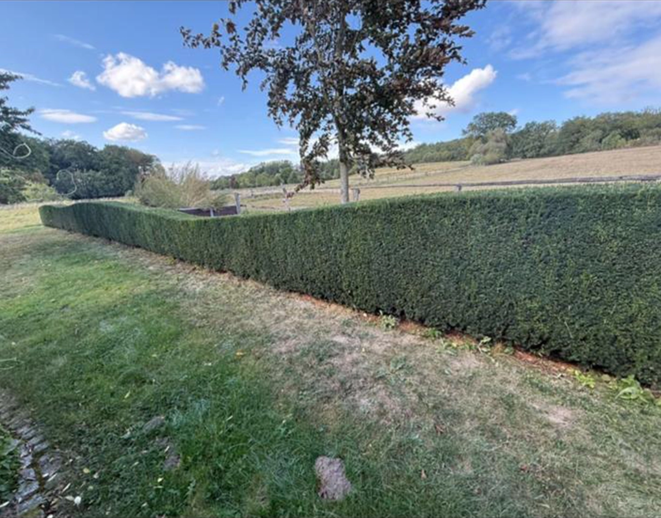 Allinone-Hausmeister-Osnabrück_Gruene-Hecke